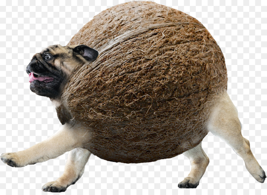 Pug，Elder Scrolls Online PNG