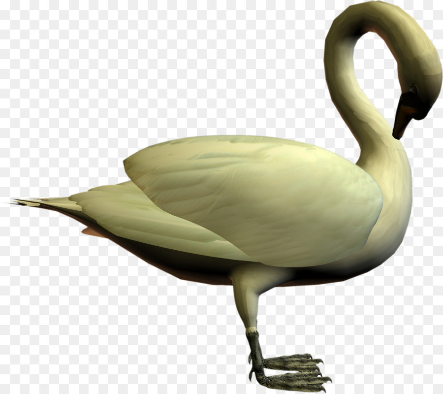 Cisne，Blanco PNG