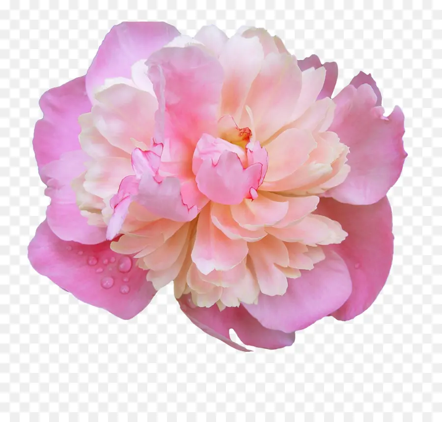 Flor，Flores De Color Rosa PNG