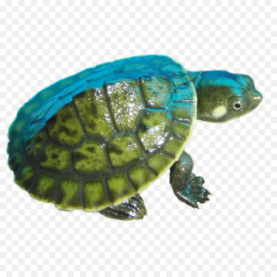 Tortuga，Verde PNG