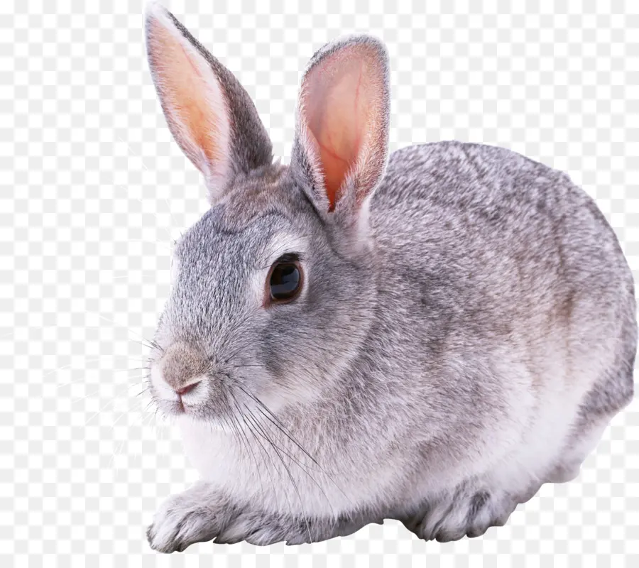 Conejo，Conejito PNG