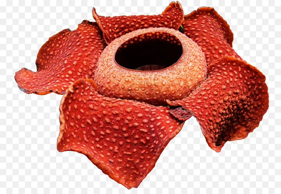 Rafflesia Arnoldii，Sumatra PNG