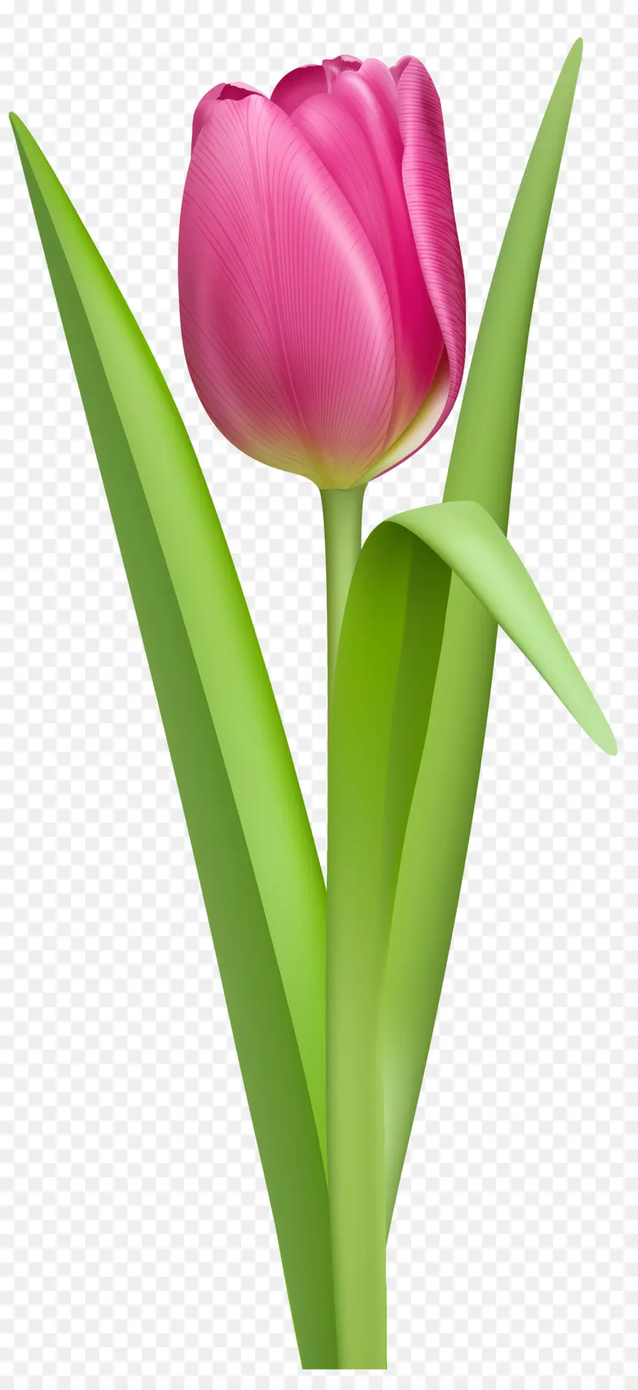 Tulip La Historia De Una Flor Que Ha Hecho A Los Hombres Locos，Tulip PNG