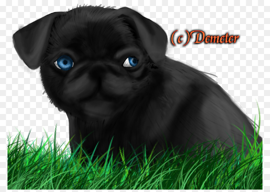 Pug，Cachorro PNG