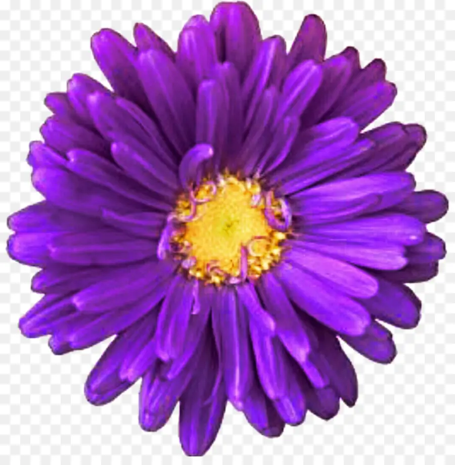 Púrpura De La Innovación，Transvaal Daisy PNG