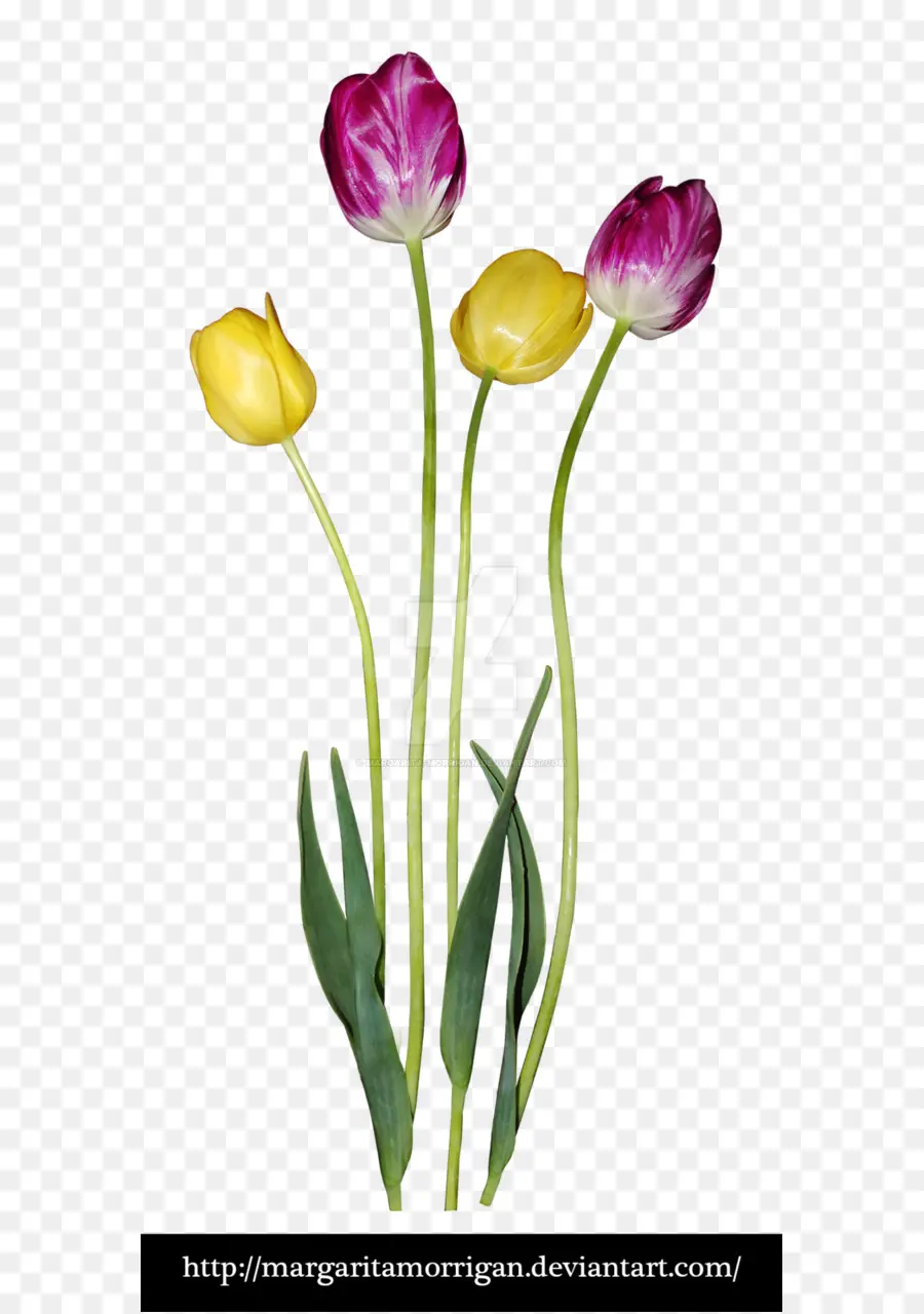 Tulipanes Amarillos Y Morados，Tulipanes PNG