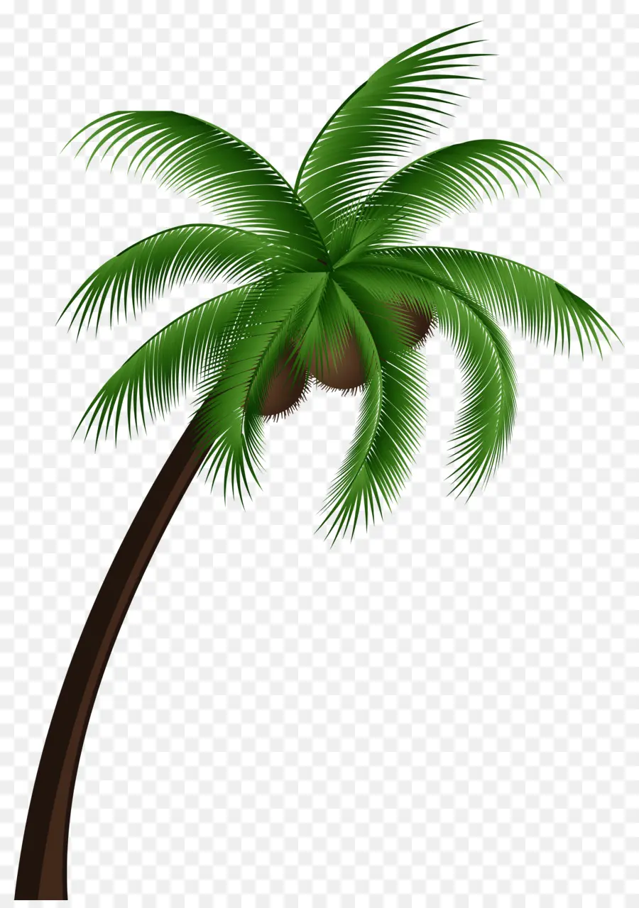 Coco，Arecaceae PNG