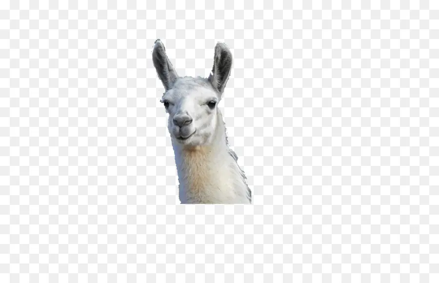 Llama，Cabeza PNG