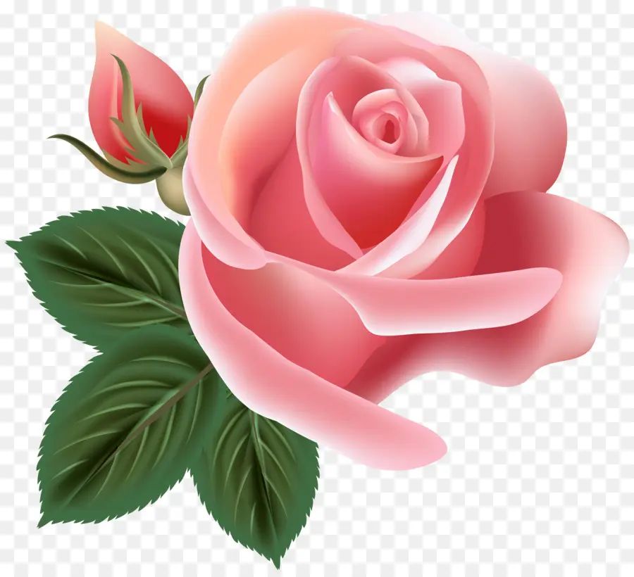 Ramo De Rosas Rosadas，Rosas PNG