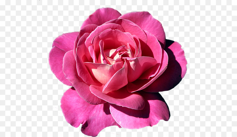 Flor Rosa，Florecer PNG