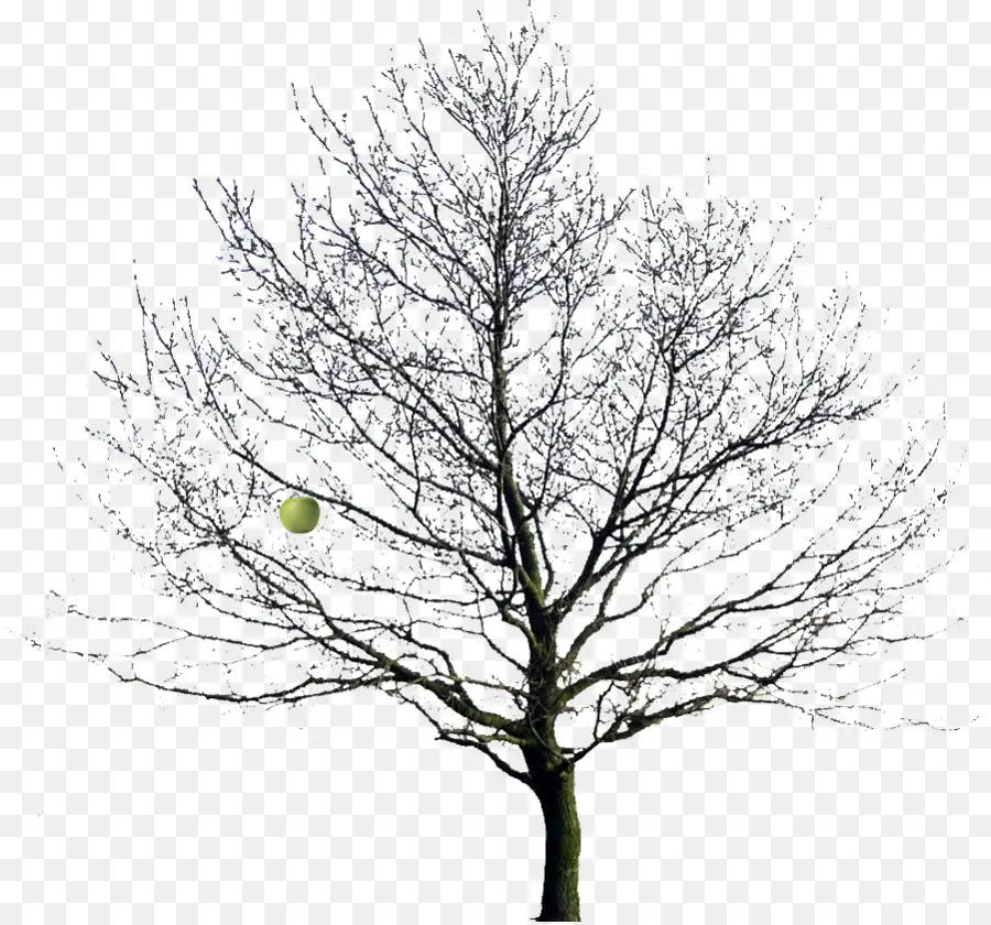 árbol，Dibujo PNG