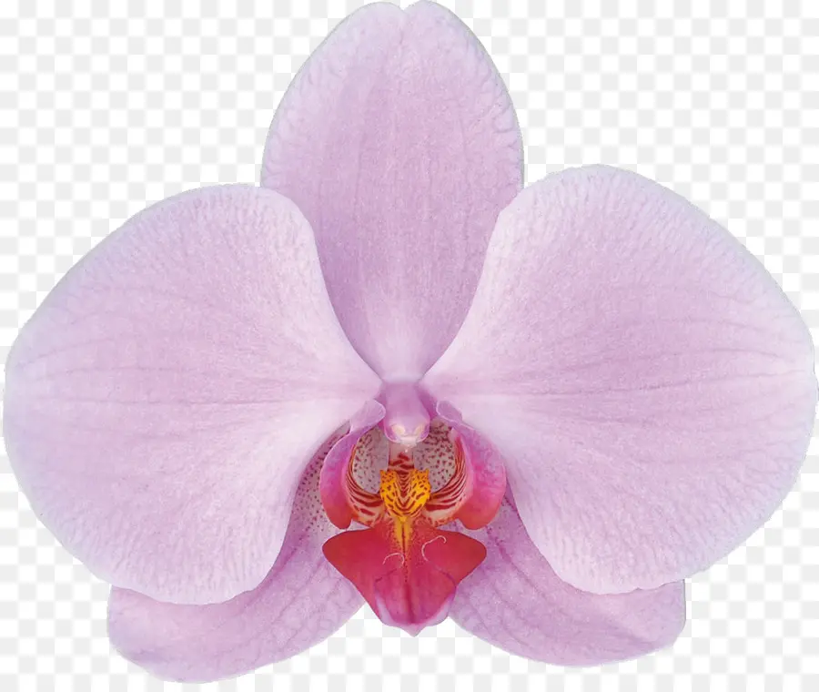 Orquídea，Floración PNG