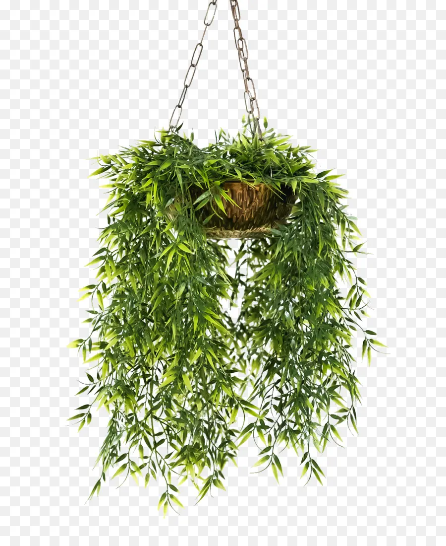 Planta Colgante，Verdor PNG