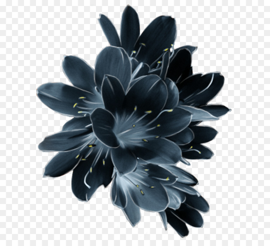 Flores Negras，Pétalos PNG