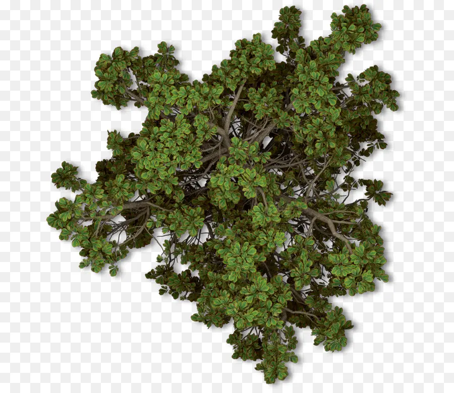 árbol，Planta PNG