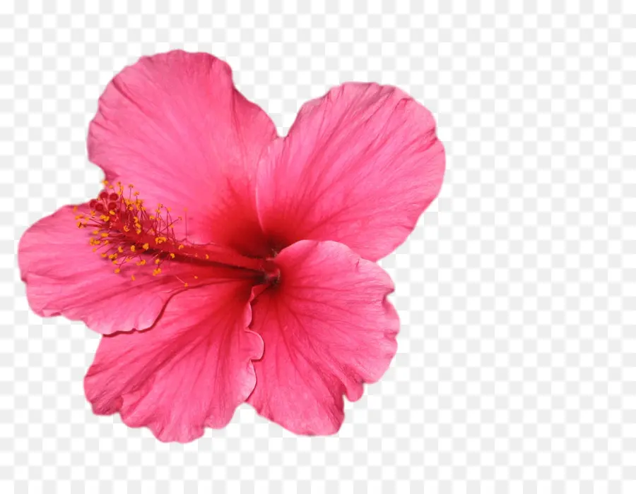 Hibisco Rosa，Pétalos PNG