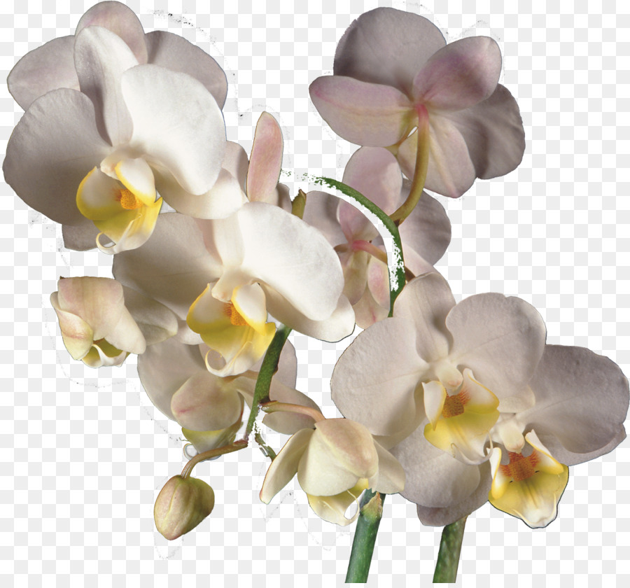 Las Orquídeas，La Polilla De Las Orquídeas PNG