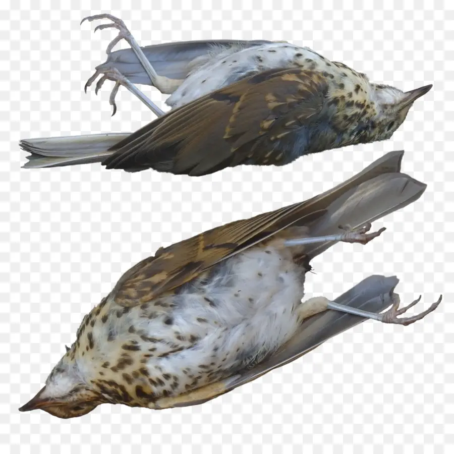 Pájaro，Hechos Asombrosos Sobre Pájaros PNG