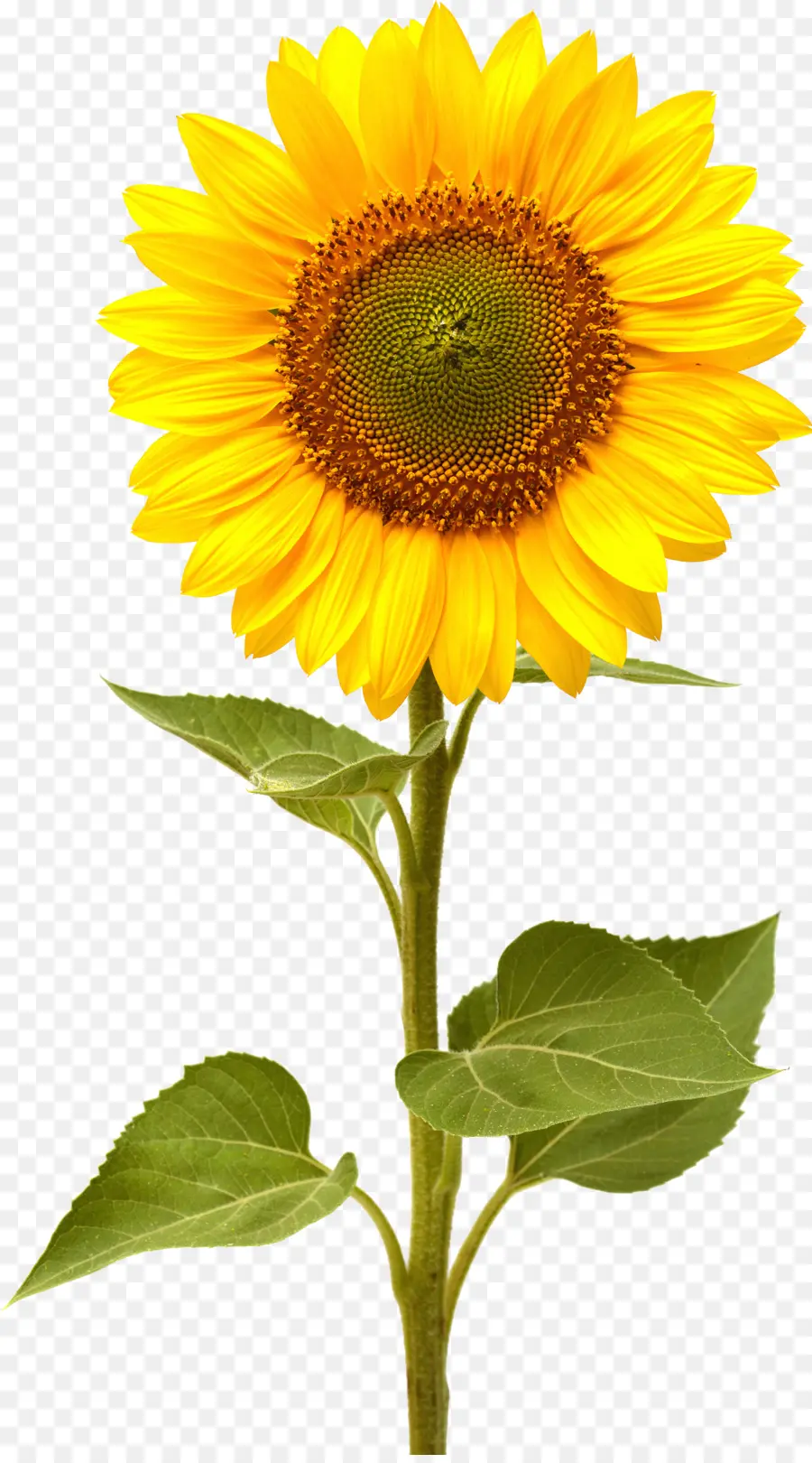 Común De Girasol，Flor PNG