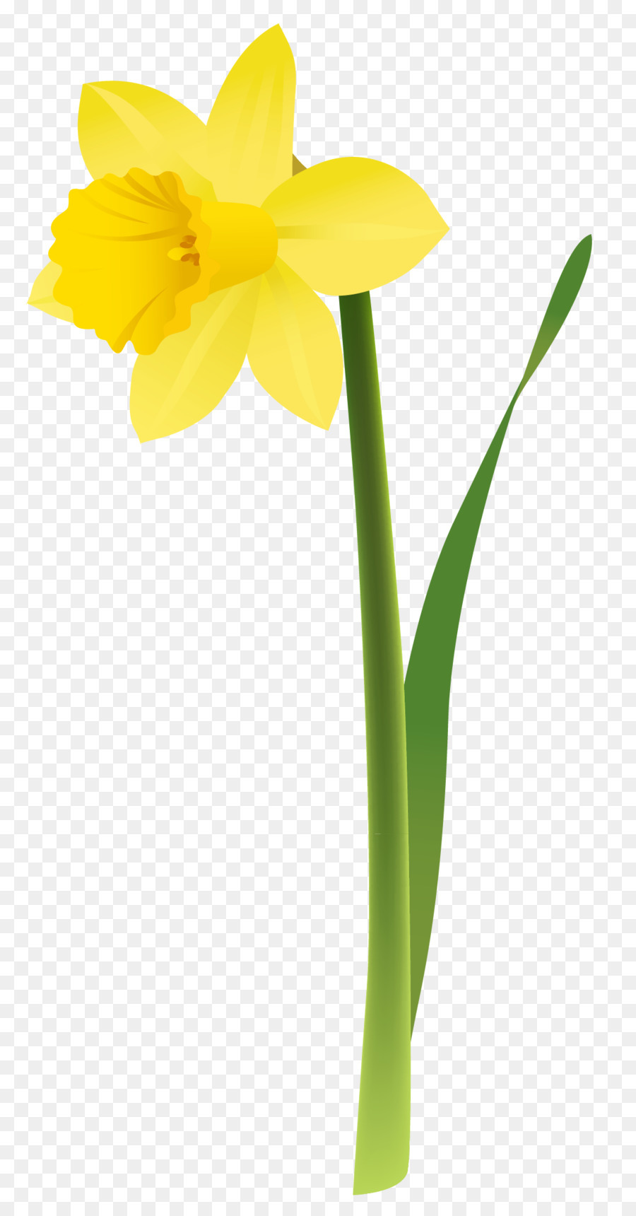 Narciso，Flor PNG