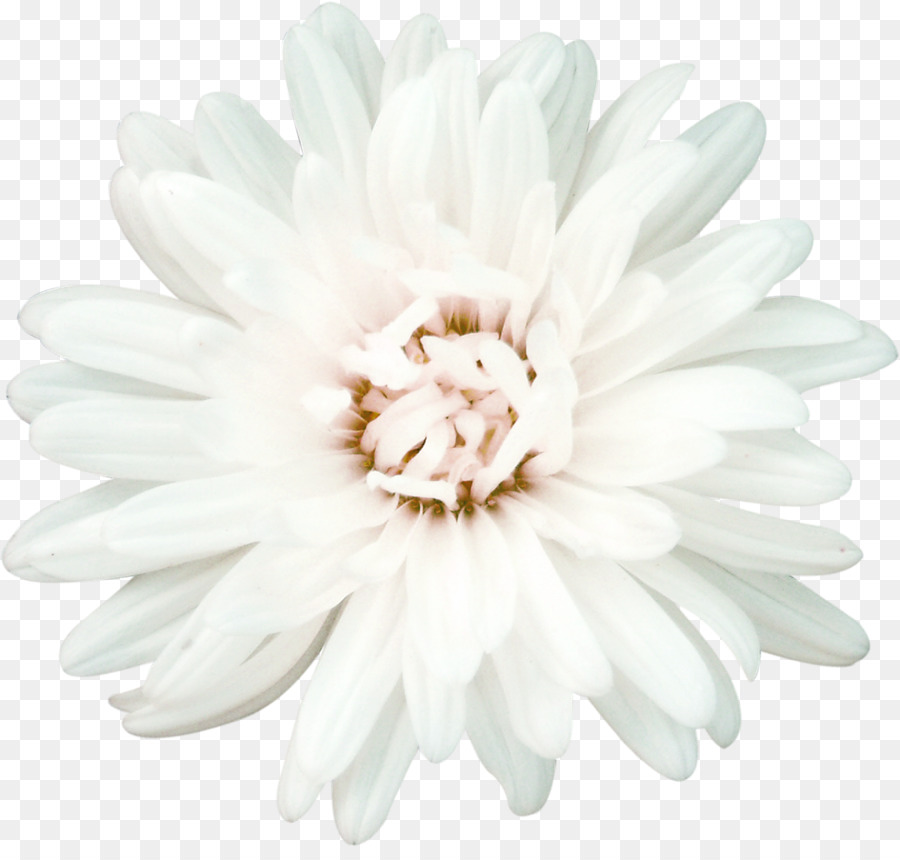 Flor，La Manzanilla PNG