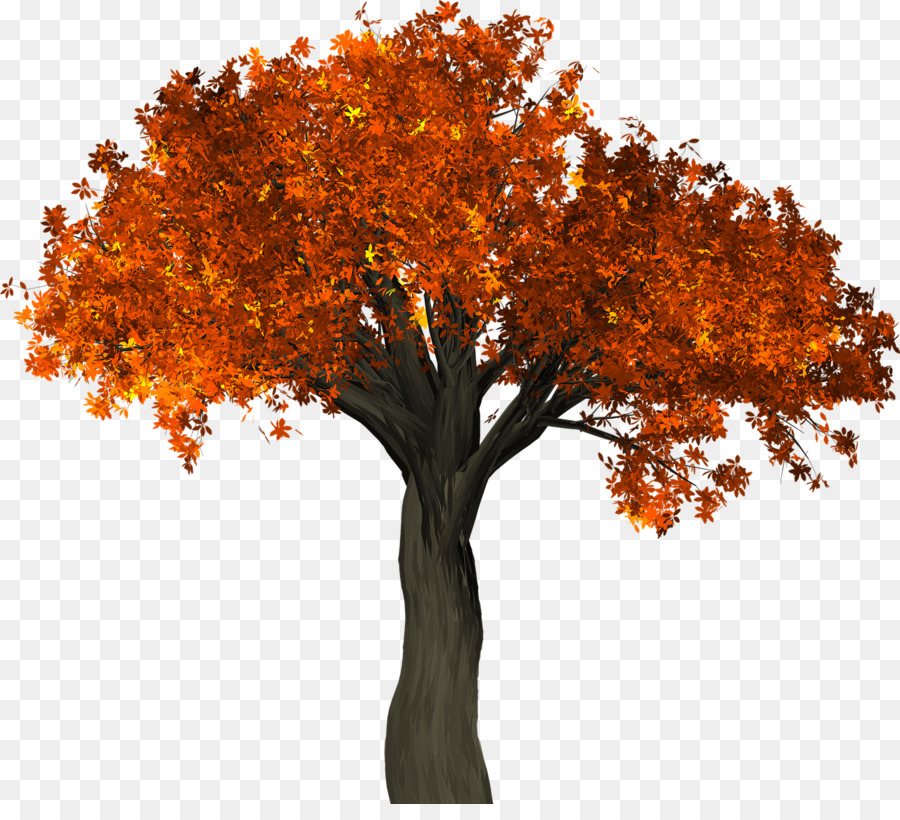 árbol，Otoño PNG