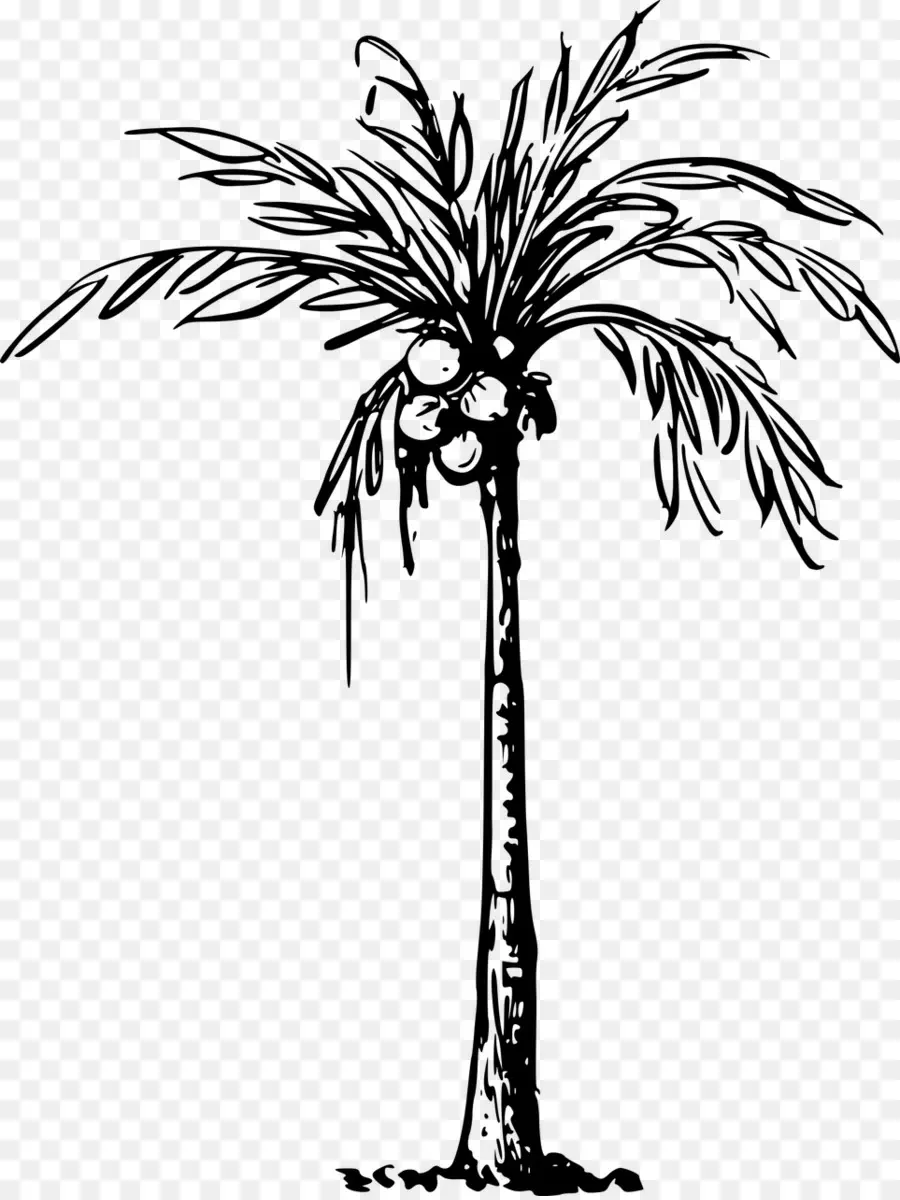 Coco，Arecaceae PNG