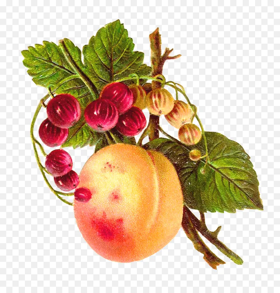 La Comida，La Fruta PNG