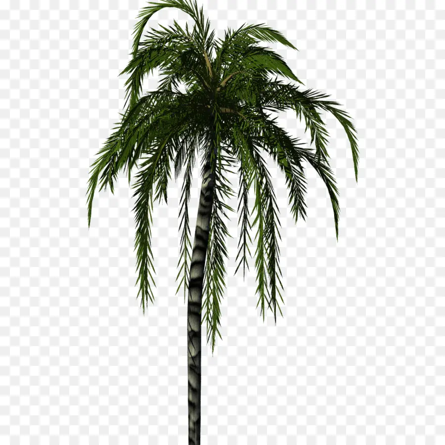 árbol，Arecaceae PNG