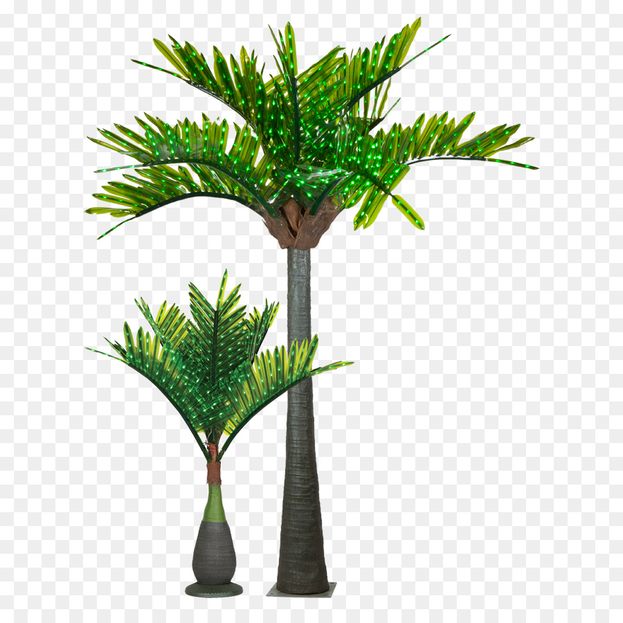 La Luz，Arecaceae PNG