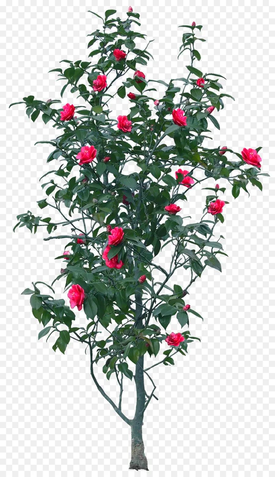 Planta Con Flores，Árbol PNG