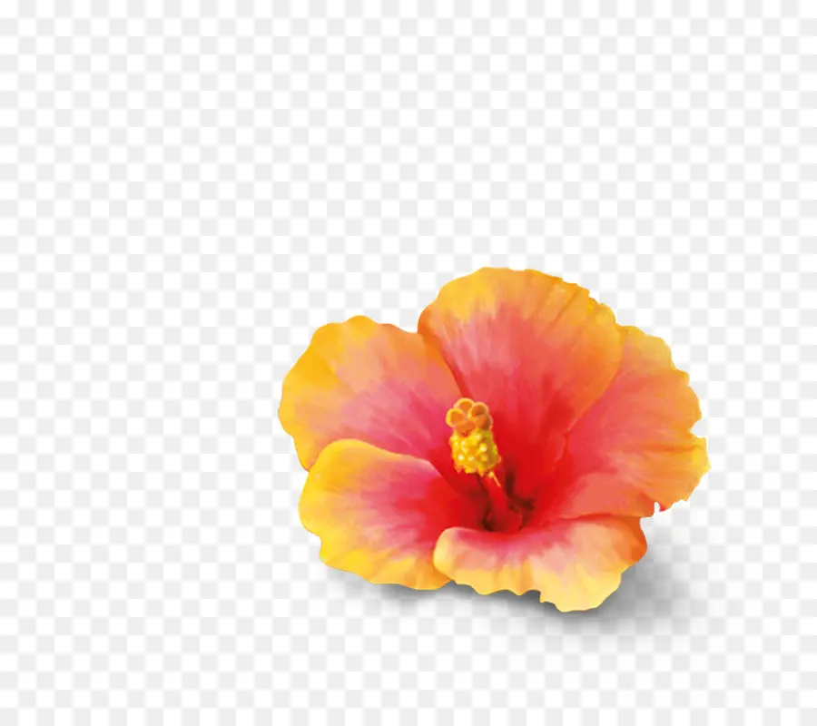 Té，Té De Hibisco PNG