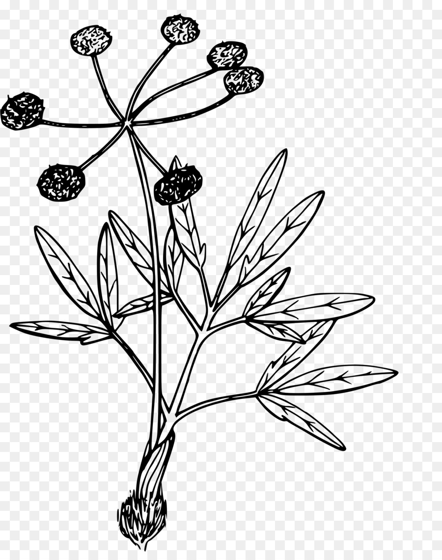 Dibujo De Flores，Hojas PNG