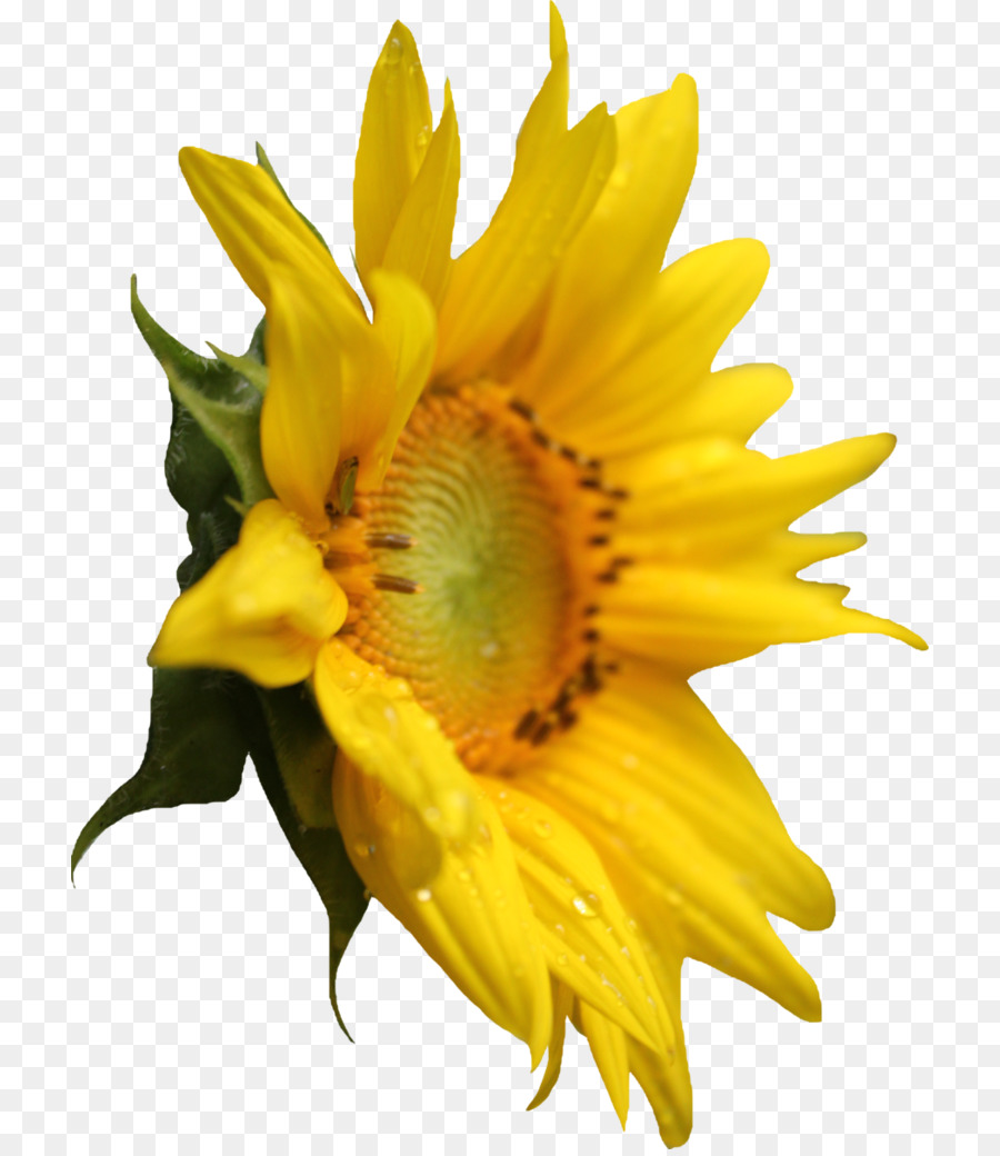 Girasol，Amarillo PNG