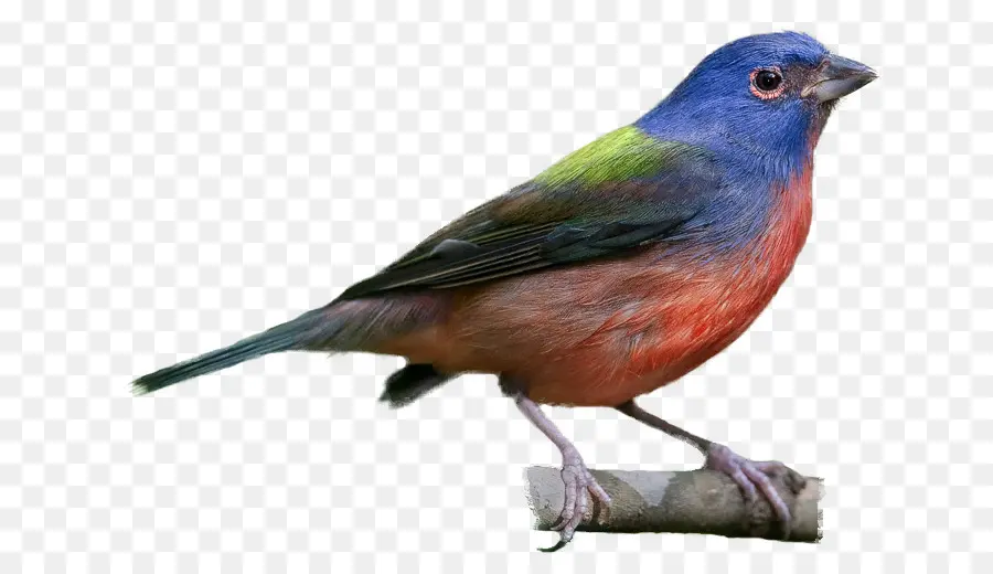 Pájaro Colorido，Encaramado PNG