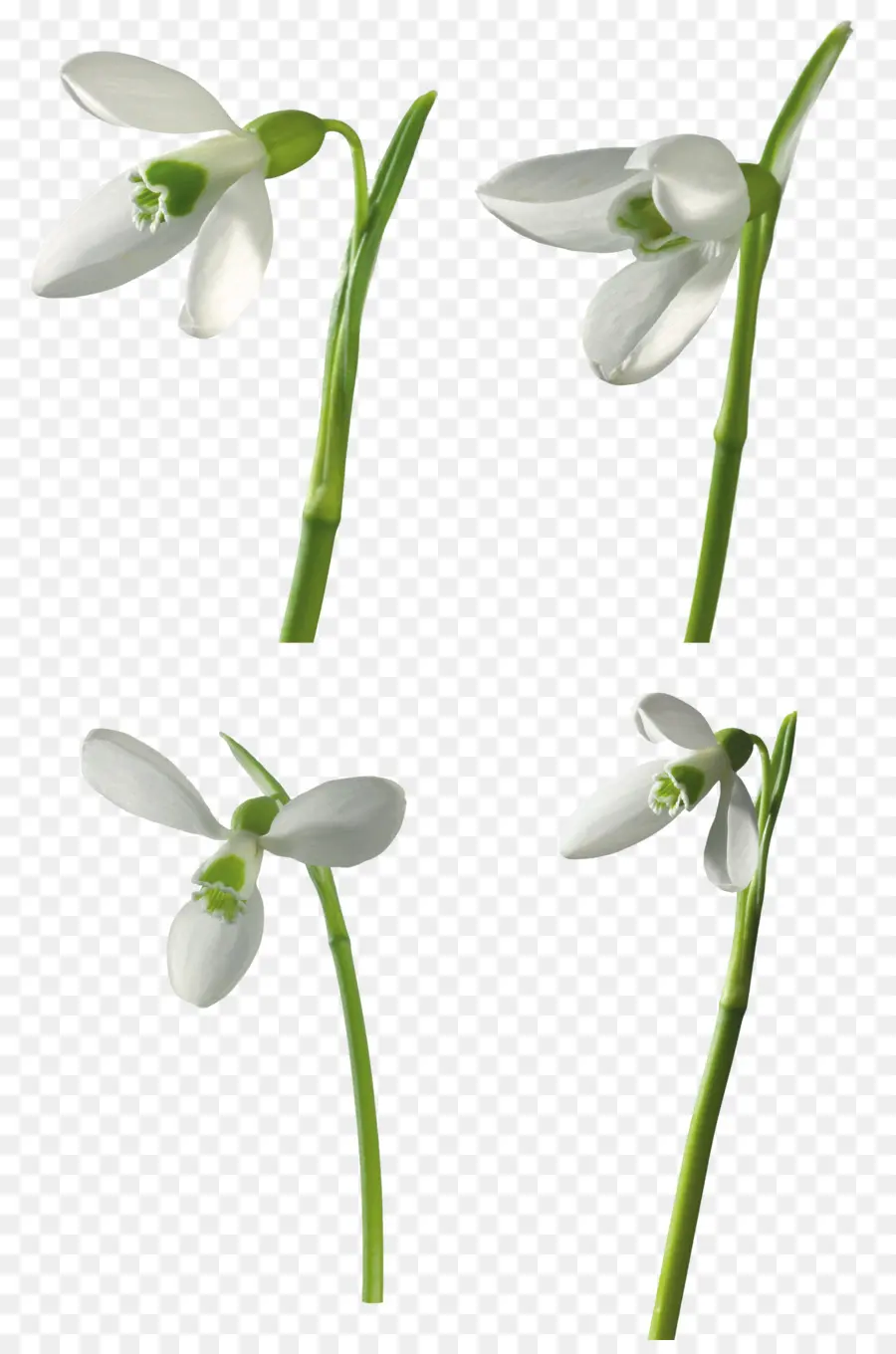 Campanilla De Invierno，Leucojum PNG