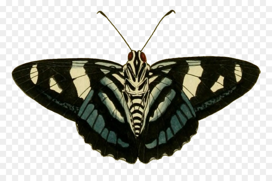 Mariposa，Alas PNG