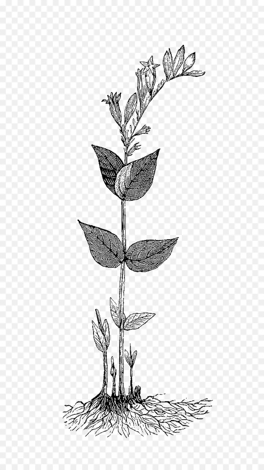 Planta En Blanco Y Negro，Hojas PNG