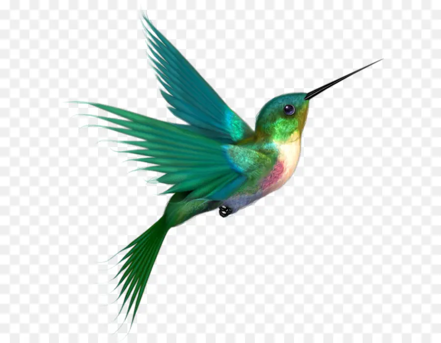 Colibrí，Pájaro PNG