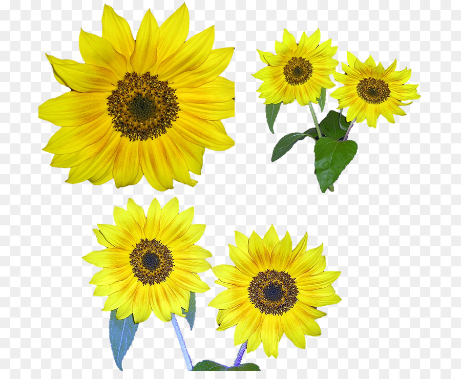 Girasoles，Flores PNG