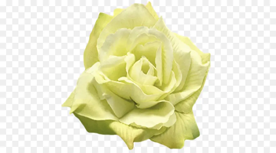 Rosa，Flor PNG