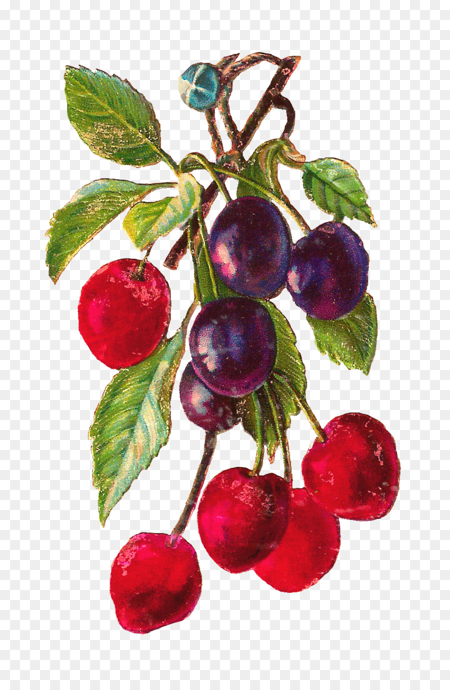 Cherry，La Fruta PNG