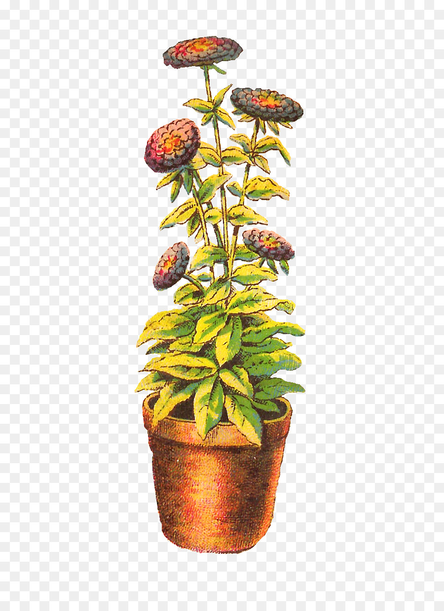 Planta，Planta De Interior PNG