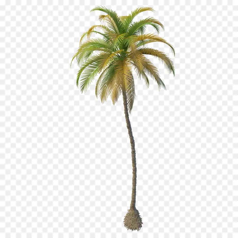 Arecaceae，Coco PNG