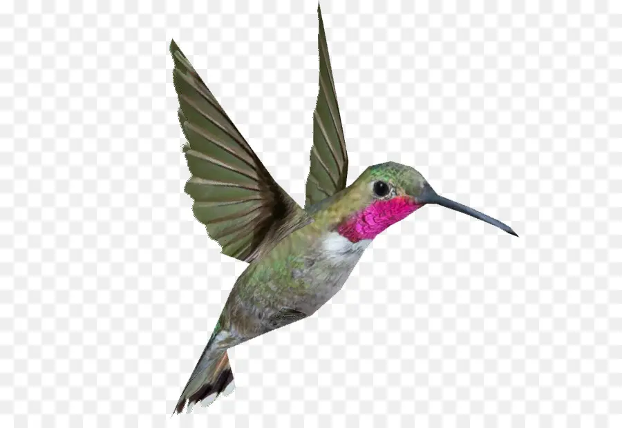 Colibrí，Zoo Tycoon 2 PNG