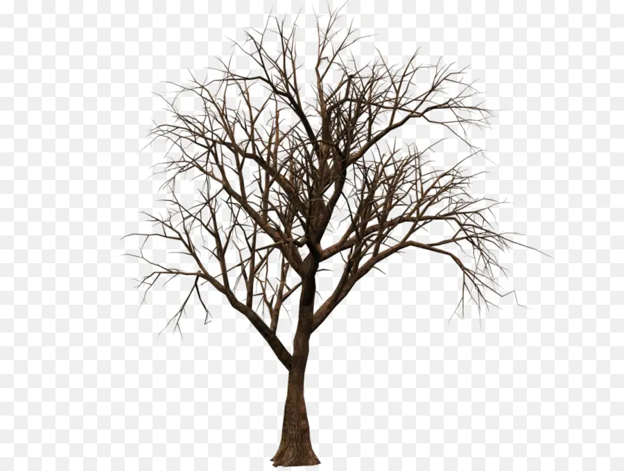 Árbol，Naturaleza PNG