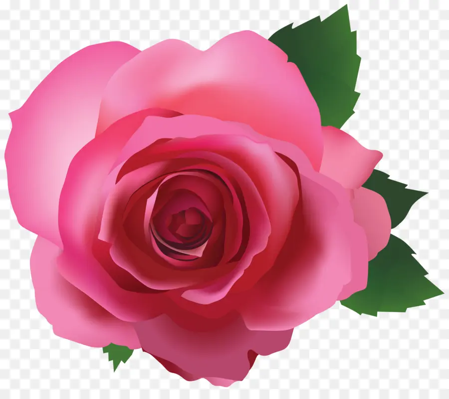 Rosa，Fondo De Escritorio PNG