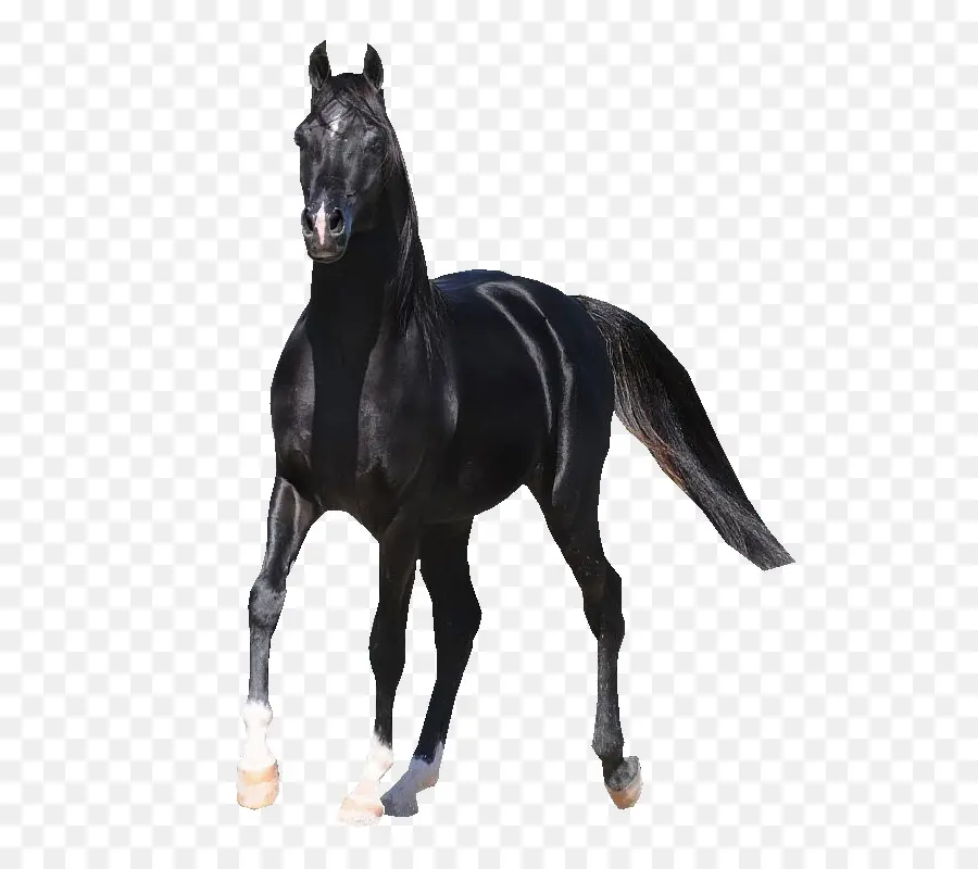 Caballo Negro，Crianza PNG