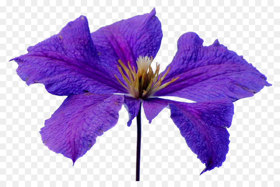 Flor Morada，Florecer PNG