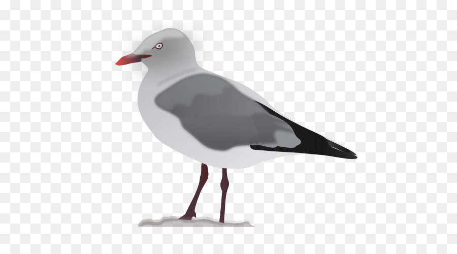 Gaviota，Pájaro PNG